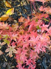 IMG_20191101_113235605.jpg