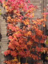 IMG_20191008_161837577.jpg