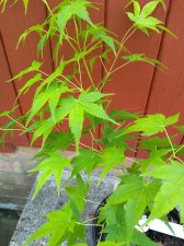 IMG_20200624_121019895.jpg