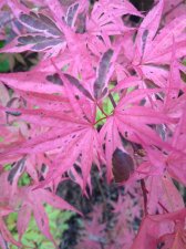 IMG_20200525_143239296.jpg