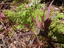 Red Pygmy and Waterfall.JPG