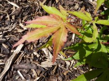 Westonbirt red 16.JPG
