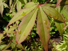 Westonbirt orange 17.JPG