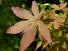 Westonbirt Orange 16.JPG