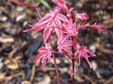 Wilsons Pink Dwarf.JPG