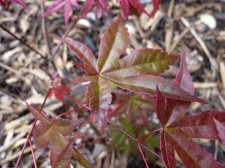 Wilsons Pink Dwarf 5.JPG