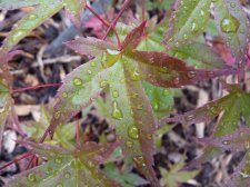 Wilsons Pink Dwarf 11.JPG