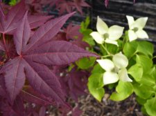 Autropurpureum and Kornus Kousa China girl.JPG