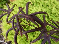 Starfish 36.JPG
