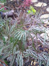 IMG_20200630_115631778.jpg