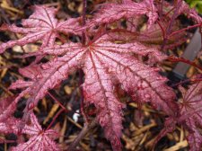Reticulatum Purple 32.JPG