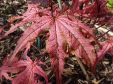 Reticulatum Purple 4.JPG