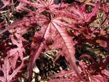 Reticulatum Purple 48.JPG