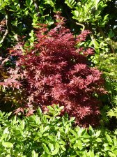 Skeeters Broom 51.JPG