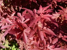 Skeeters Broom 50.JPG