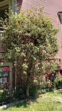 Fremontodendron-californicum_HenshawLaCardero_Cutler_20200713_134958.jpg