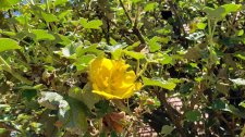 Fremontodendron-californicum_HenshawLaCardero_Cutler_20200713_135019.jpg