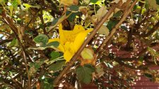 Fremontodendron-californicum_HenshawLaCardero_Cutler_20200713_135256.jpg