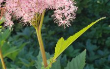 Filipendula_StanleyPark-BikePath-at-RhodyGarden_Cutler_20200713_144102.jpg