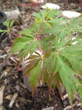 IMG_20200714_122235999.jpg