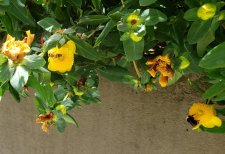Hypericum-frondosum_1169BeachAve_Cutler_20200714_143506.jpg