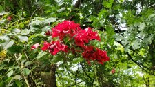 RosaDortmund_CeperleyMeadow_Cutler_20200716_154808.jpg