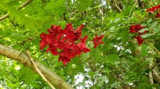 RosaDortmund_CeperleyMeadow_Cutler_20200716_155158.jpg