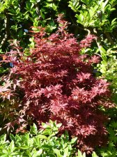 Skeeters broom 57.JPG