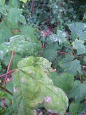 IMG_20200717_113643690.jpg