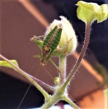 Metaplastes pulchripennis (3).jpg