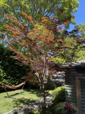 Summer Tree.jpg