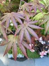 Summer Leaves.jpg