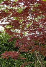 Spring tree.jpeg