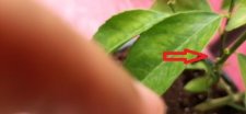 cocciniglia.jpg
