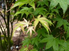 Autumn gold 18.JPG