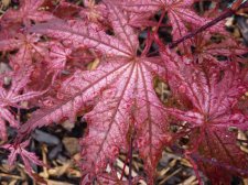 Reticulatum purple 60.JPG