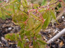 Vics Pink 60.JPG