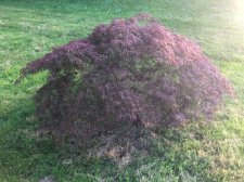 Tree.jpg