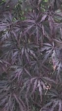close up.jpg