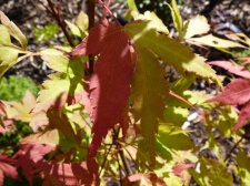 Summer gold 62.JPG
