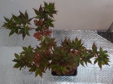 20200722_225131.jpg