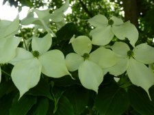 Nymans Cornus Kousa Chinensis.JPG
