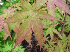 Westonbirt orange 73.JPG