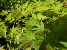 Reticulatum and Shigitatsu sawa 76.JPG