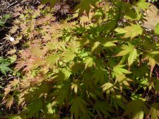 Westonbirt spreading star 76.JPG