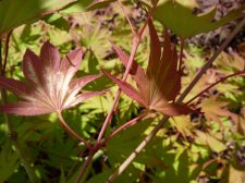 Westonbirt spreading star 77.JPG
