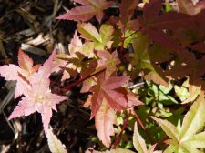 Wilsons pink dwarf 76.JPG