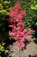 Wilsons pink dwarf.JPG