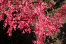 maples 039.JPG