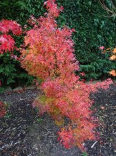 Acer Trees 042.JPG